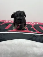 Black tri fluffy 2, a male French Bulldog for sale in Norcross, GA – 2 of 2