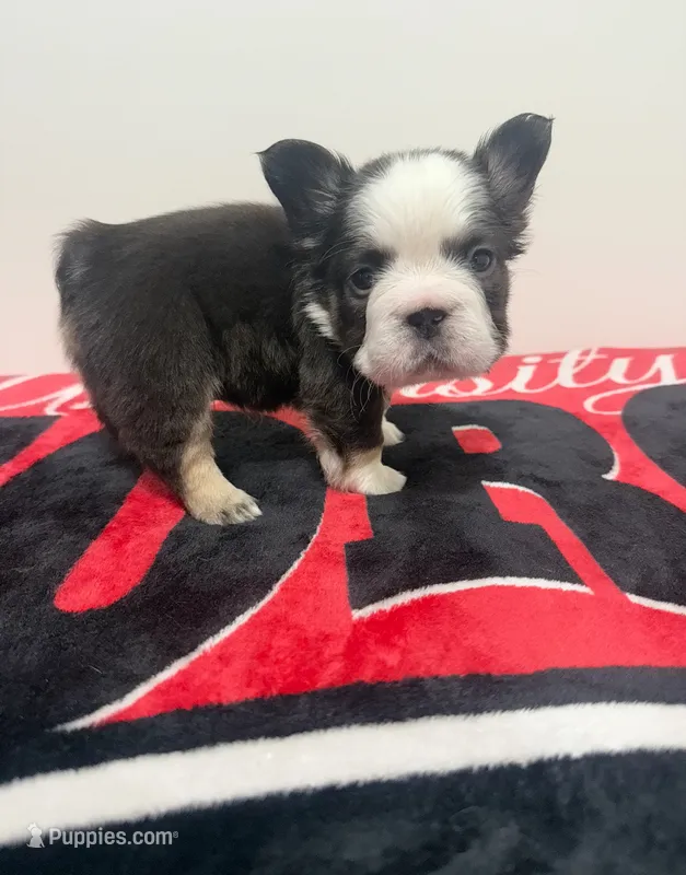 Chocolate Panda husky  – French Bulldog puppy for sale in Norcross, GA