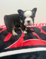 Chocolate Panda husky , a female French Bulldog for sale in Norcross, GA – 1 of 3
