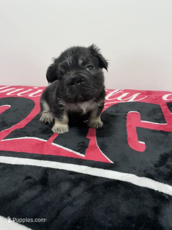 Black tri fluffy 2 – French Bulldog puppy for sale in Norcross, GA