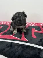 Black tri fluffy 2, a male French Bulldog for sale in Norcross, GA – 1 of 2