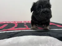 Black tri fluffy , a male French Bulldog for sale in Norcross, GA – 3 of 3