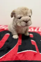 Big rope fluffy Frenchie , a female French Bulldog for sale in Norcross, GA – 2 of 3