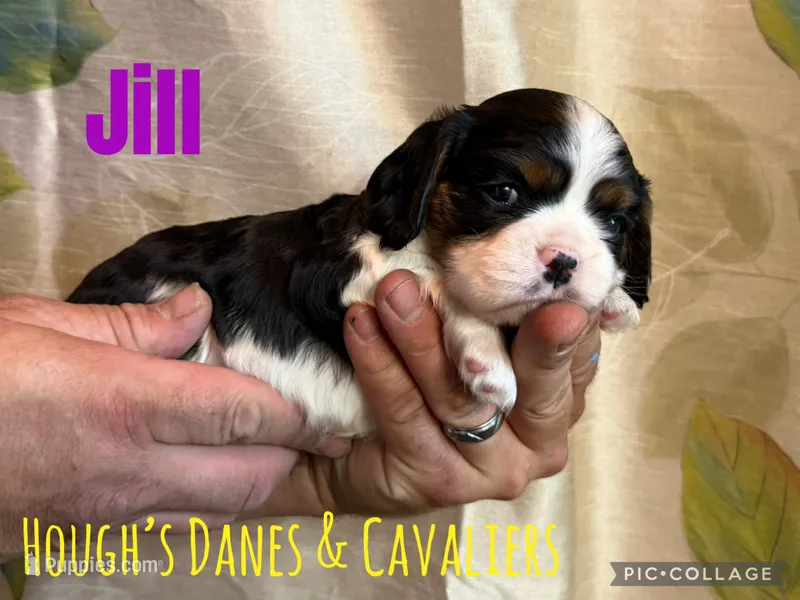 Jill – Cavalier King Charles Spaniel puppy for sale in Franksville, WI