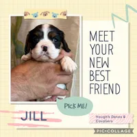 Jill, a female Cavalier King Charles Spaniel for sale in Franksville, WI – 2 of 2