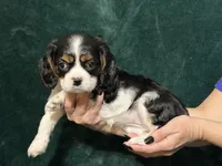 Jill, a female Cavalier King Charles Spaniel for sale in Franksville, WI – 3 of 7
