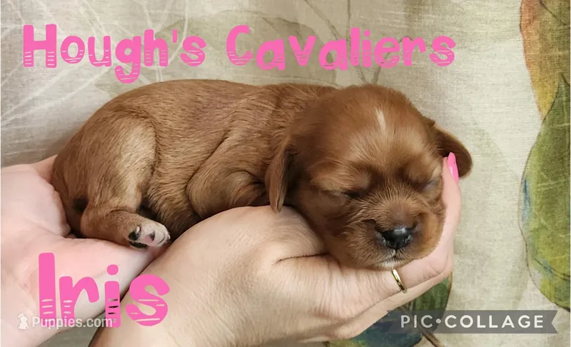 Iris – Cavalier King Charles Spaniel puppy for sale in Franksville, WI