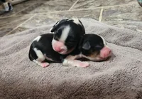 Bisty, a female Cavalier King Charles Spaniel for sale in Franksville, WI – Photo 4 of 4