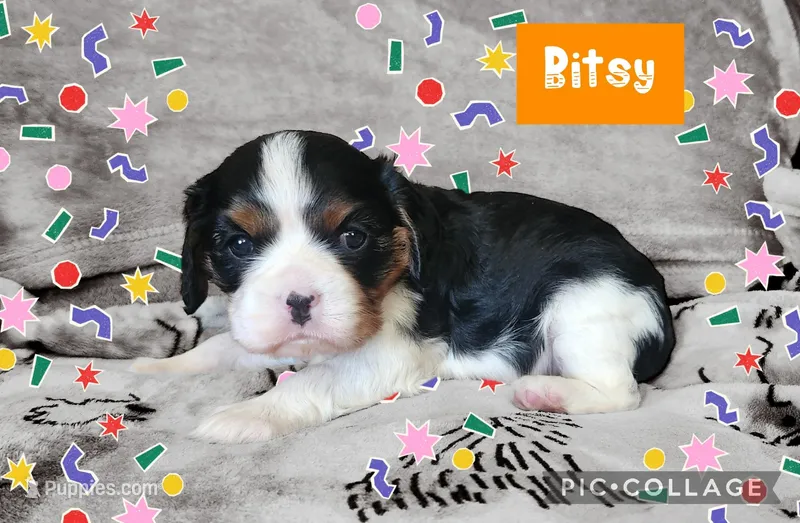 Bisty, a female Cavalier King Charles Spaniel for sale in Franksville, WI – Photo 1 of 4