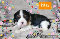 Bisty, a female Cavalier King Charles Spaniel for sale in Franksville, WI – Photo 1 of 4