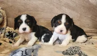 Bisty, a female Cavalier King Charles Spaniel for sale in Franksville, WI – Photo 3 of 4