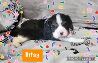 Bisty, a female Cavalier King Charles Spaniel for sale in Franksville, WI – Photo 2 of 4
