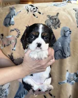 Jill, a female Cavalier King Charles Spaniel for sale in Franksville, WI – 4 of 7