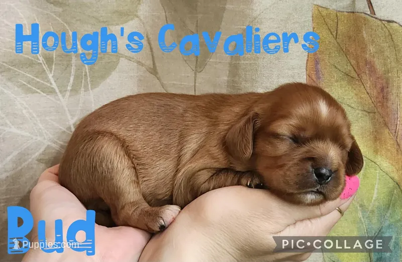 Bud – Cavalier King Charles Spaniel puppy for sale in Franksville, WI
