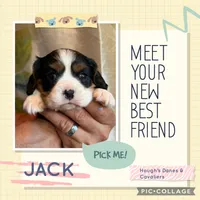 Jack, a male Cavalier King Charles Spaniel for sale in Franksville, WI – 2 of 2