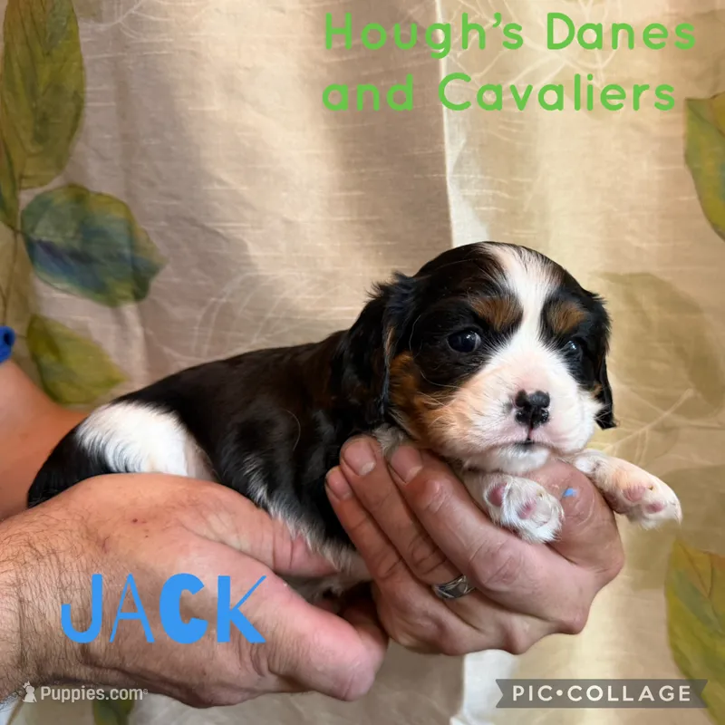 Jack – Cavalier King Charles Spaniel puppy for sale in Franksville, WI