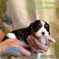 Jack, a male Cavalier King Charles Spaniel for sale in Franksville, WI – 1 of 2