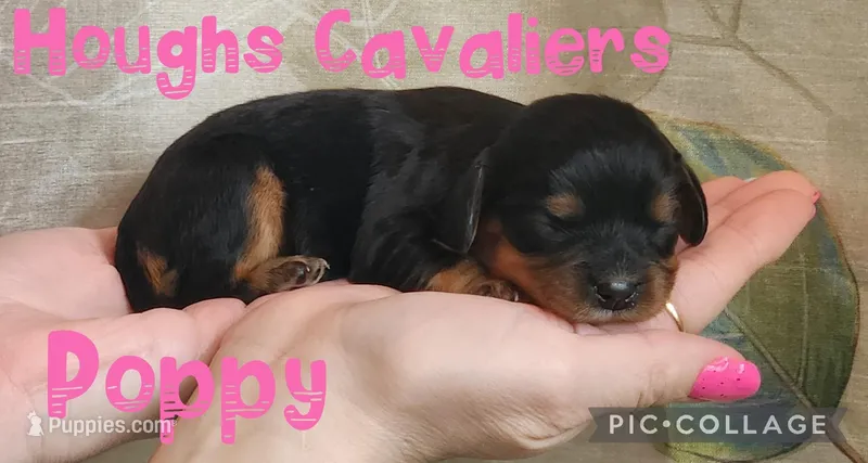 Poppy – Cavalier King Charles Spaniel puppy for sale in Franksville, WI