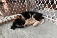Jill, a female Cavalier King Charles Spaniel for sale in Franksville, WI – 2 of 7