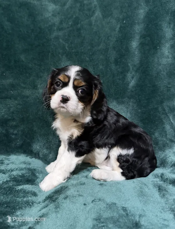 Jill – Cavalier King Charles Spaniel puppy for sale in Franksville, WI