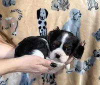 Jill, a female Cavalier King Charles Spaniel for sale in Franksville, WI – 5 of 7