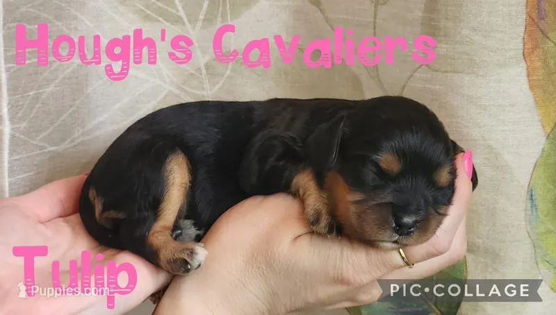 Tulip – Cavalier King Charles Spaniel puppy for sale in Franksville, WI