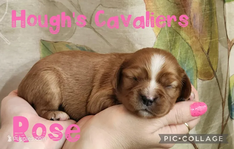Rose – Cavalier King Charles Spaniel puppy for sale in Franksville, WI