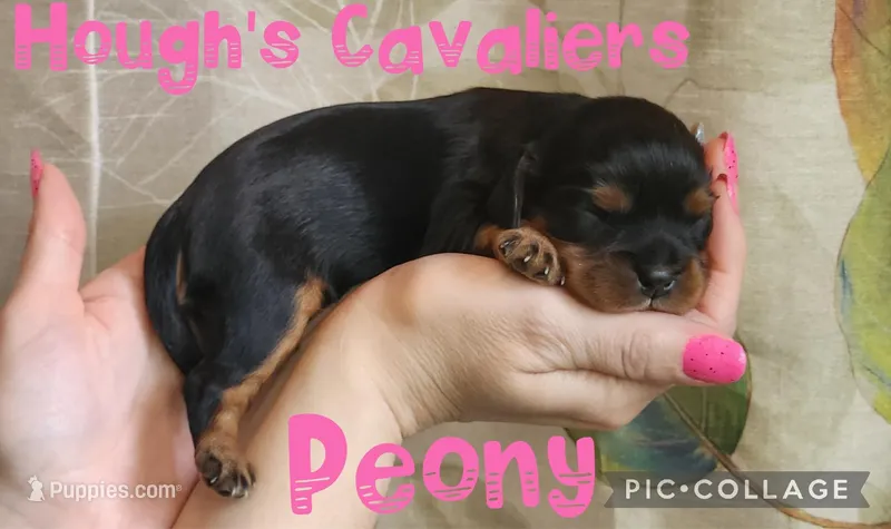 Peony, a female Cavalier King Charles Spaniel for sale in Franksville, WI – Photo 1 of 1