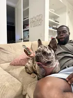 Oreo, a female French Bulldog for sale in Houston, TX – Photo 8 of 10