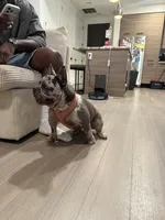 Oreo, a female French Bulldog for sale in Houston, TX – Photo 6 of 10