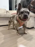 Oreo, a female French Bulldog for sale in Houston, TX – Photo 5 of 10