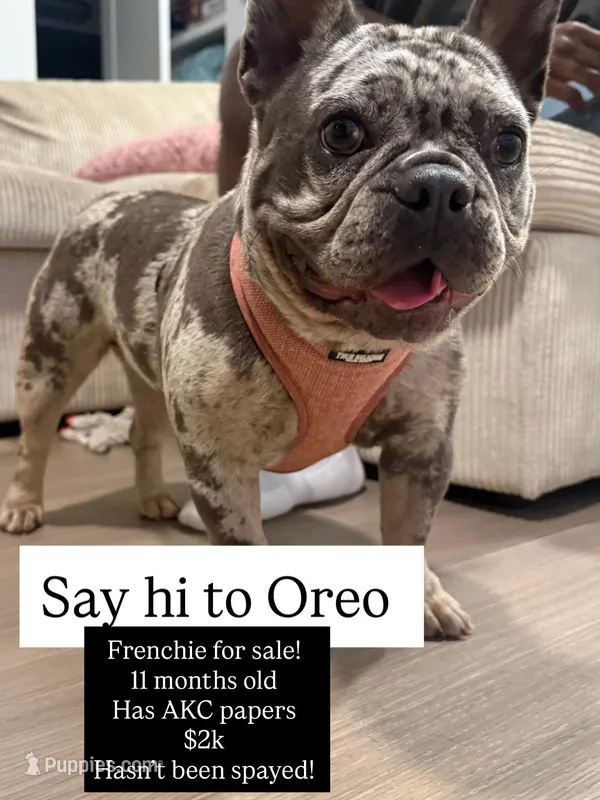 Oreo – French Bulldog puppy for sale in Houston, TX