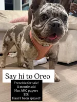 Oreo, a female French Bulldog for sale in Houston, TX – Photo 1 of 10