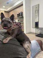 Oreo, a female French Bulldog for sale in Houston, TX – Photo 4 of 10