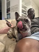 Oreo, a female French Bulldog for sale in Houston, TX – Photo 2 of 10