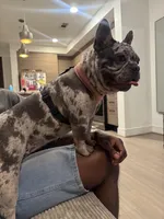 Oreo, a female French Bulldog for sale in Houston, TX – Photo 10 of 10