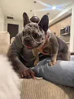 Oreo, a female French Bulldog for sale in Houston, TX – Photo 7 of 10