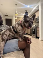 Oreo, a female French Bulldog for sale in Houston, TX – Photo 9 of 10