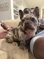 Oreo, a female French Bulldog for sale in Houston, TX – Photo 3 of 10