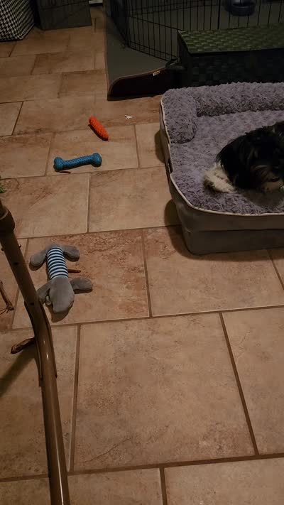 Oreo , a male Shih Tzu for sale in Richmond City, VA – 2 of 4