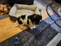 Oreo , a male Shih Tzu for sale in Richmond City, VA – 3 of 4