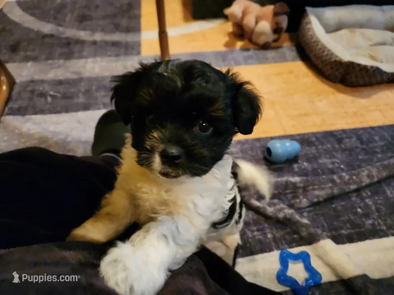 Oreo  – Shih Tzu puppy for sale in Richmond City, VA