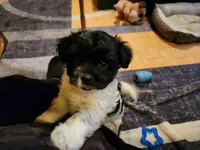 Oreo , a male Shih Tzu for sale in Richmond City, VA – 1 of 4