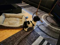Oreo , a male Shih Tzu for sale in Richmond City, VA – 3 of 4