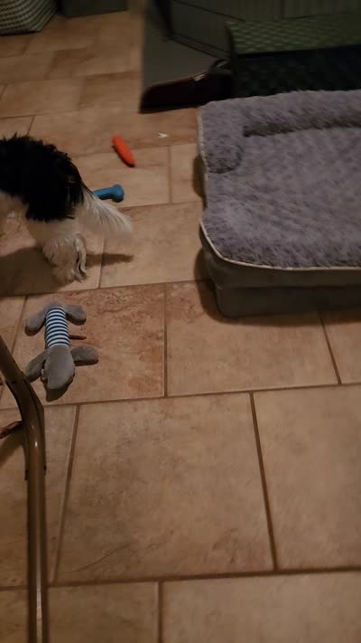 Oreo , a male Shih Tzu for sale in Richmond City, VA – 4 of 4