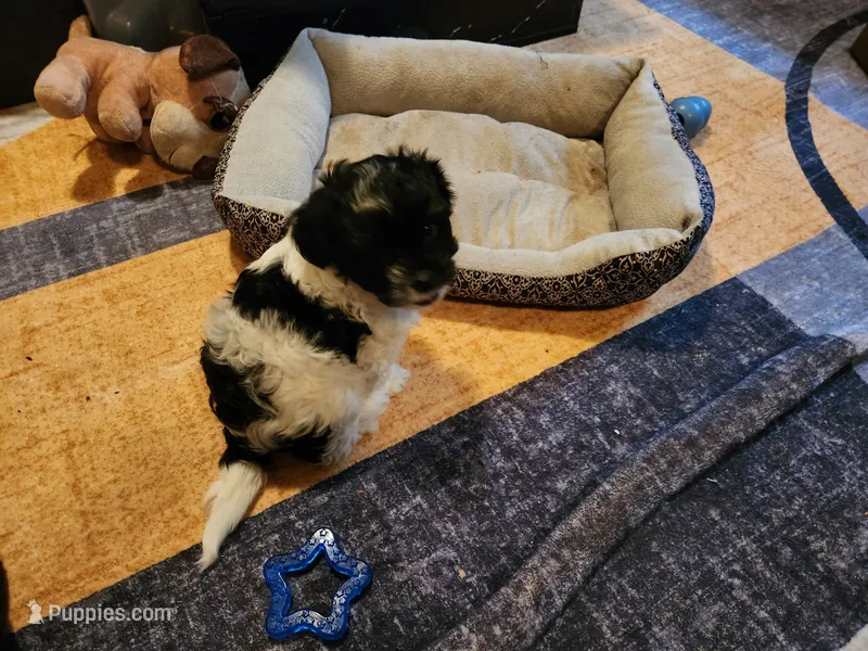 Oreo  – Shih Tzu puppy for sale in Richmond City, VA