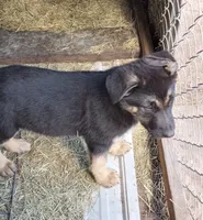 Male, a male German Shepherd Dog for sale in Live Oak, FL – Photo 3 of 8