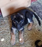 Male, a male German Shepherd Dog for sale in Live Oak, FL – Photo 1 of 8