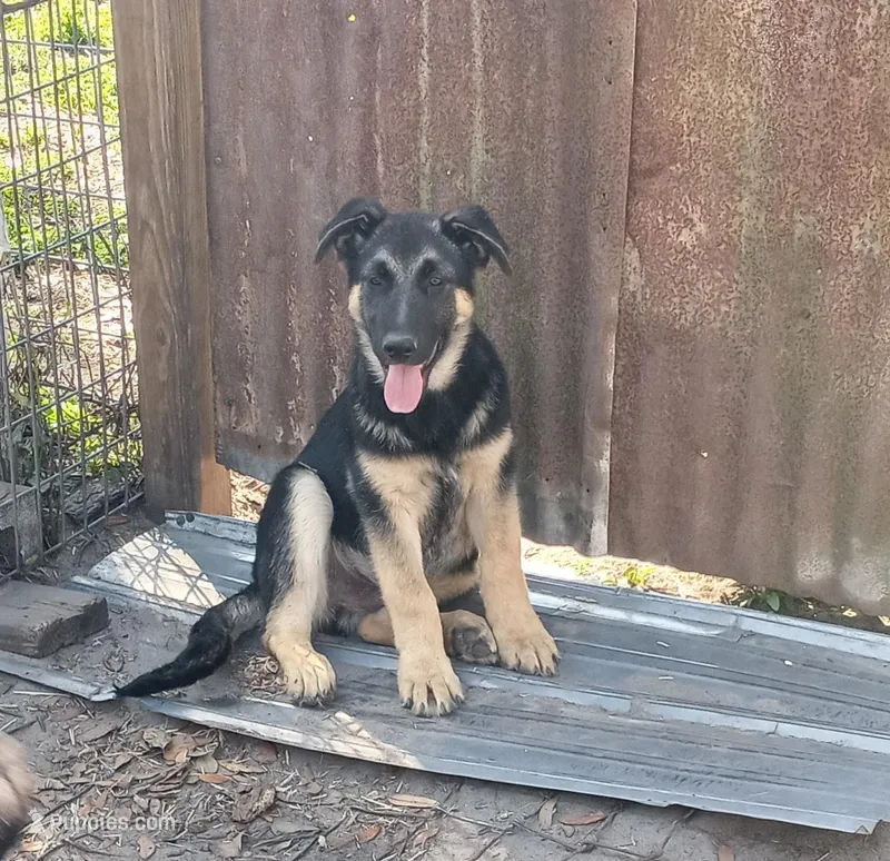 Male – German Shepherd Dog puppy for sale in Live Oak, FL