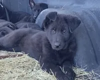 Female #3, a female German Shepherd Dog for sale in Live Oak, FL – Photo 1 of 2